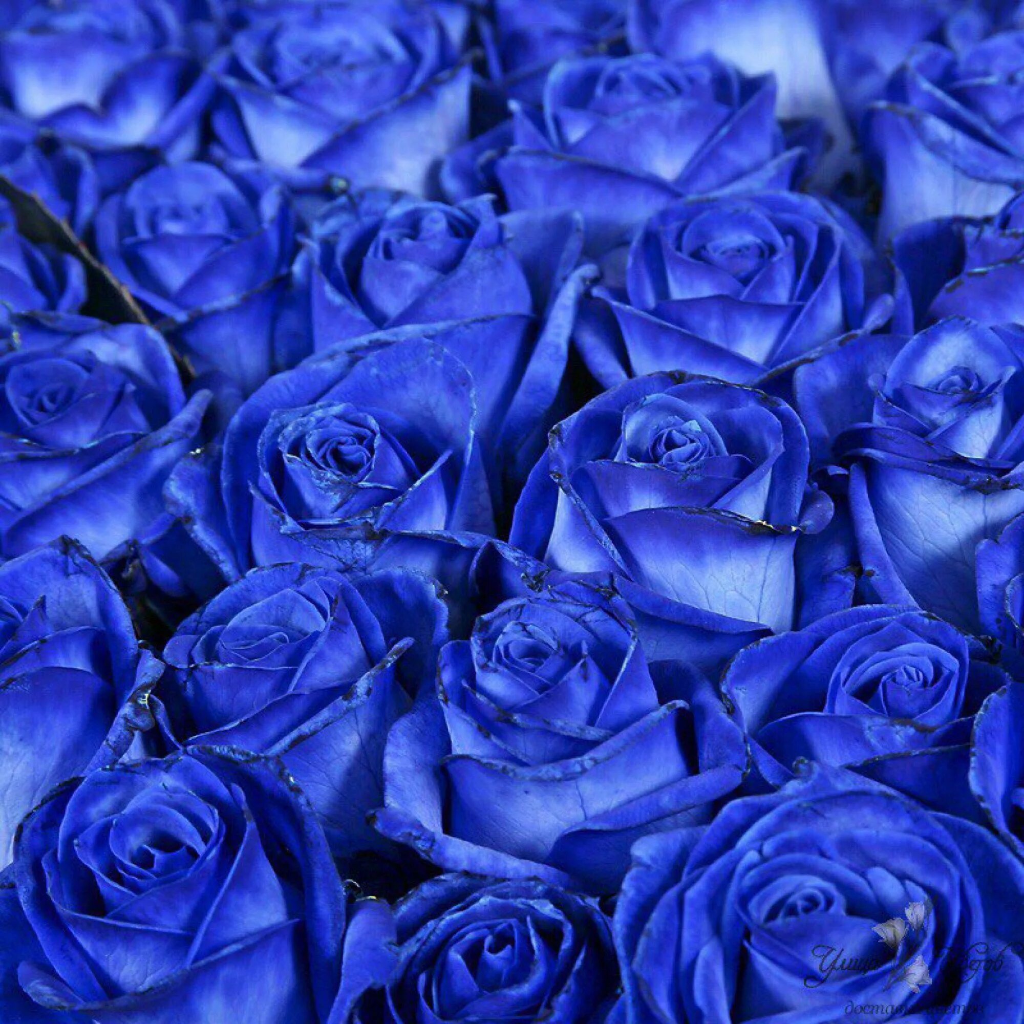 См синий. Роза ультрамарин. Blue Mondial роза. Синяя роза. Цветы розы синие.