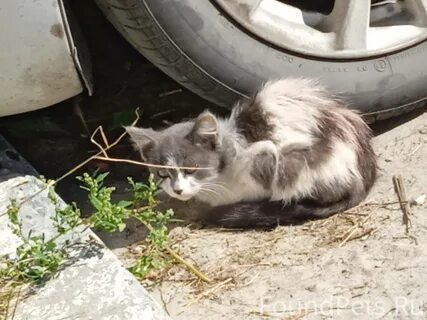 Котенок разбор