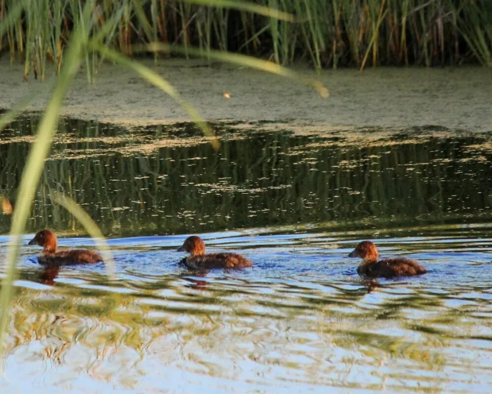 мир наизнанку бакланы. баклан для ловли рыбы. шаман интервью. экзотика охоты 6 букв. охотники из деревни фото.