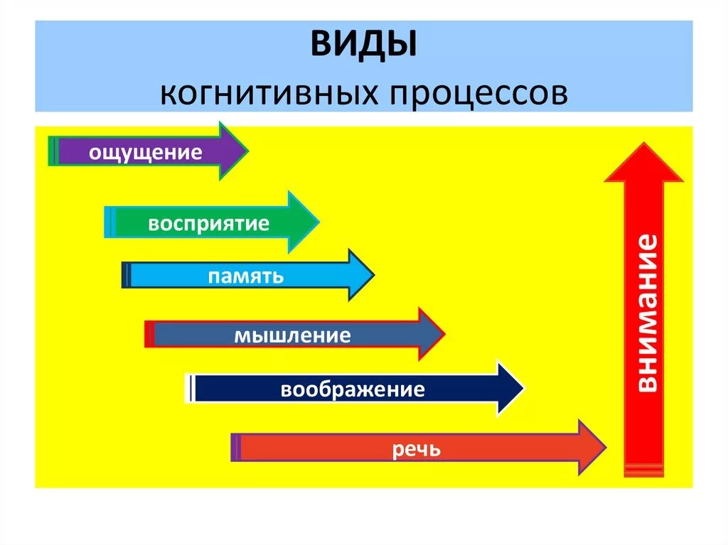 Когнитивные процессы. Когнитиьивнве процесса. Виды когнитивных процессов. Уровни когнитивных процессов.