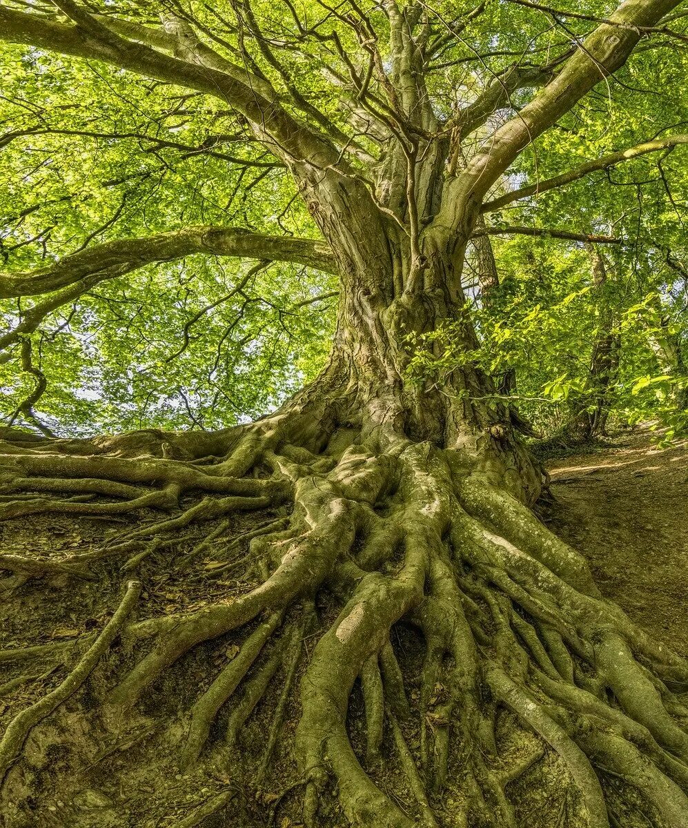 Какие деревья музыкальные