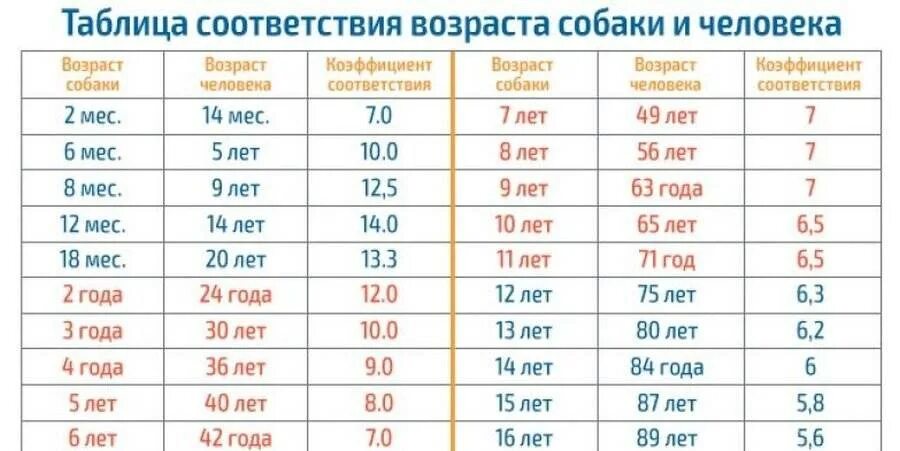 Собака по человеческому возрасту. Возраст собаки по человеческим меркам таблица. Сколько лет живут собаки по человеческим меркам таблица. Возраст собак на человеческий Возраст в переводе таблица. Возраст щенка по человеческим меркам таблица.