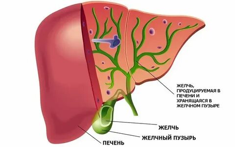 Куда поступает желчь после удаления