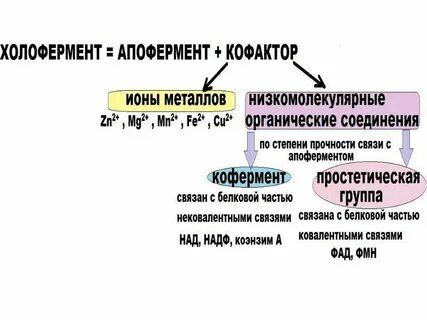 По химическому составу большинство ферментов являются