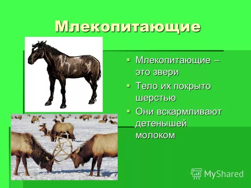 Млекопитающие покрыты шерстью