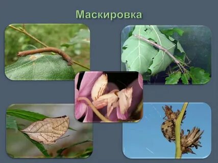 Маскировка адаптация