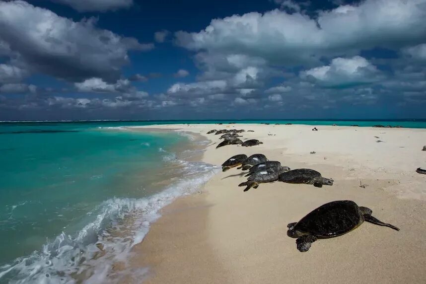 Сейшельские черепахи. Занзибар Черепаший остров. Остров Фрейзер черепахи. Занзибар черепахи. Симиланы острова черепахи.