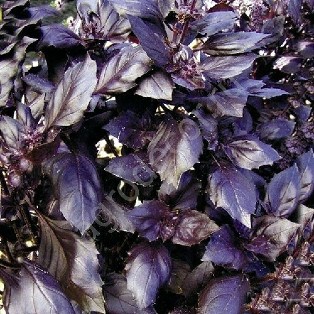 Темно фиолетовые листья растение. Базилик фиолетовый Арарат. Базилик Арарат. Базилик Рейхан. Базилик фиолетовый Рози.