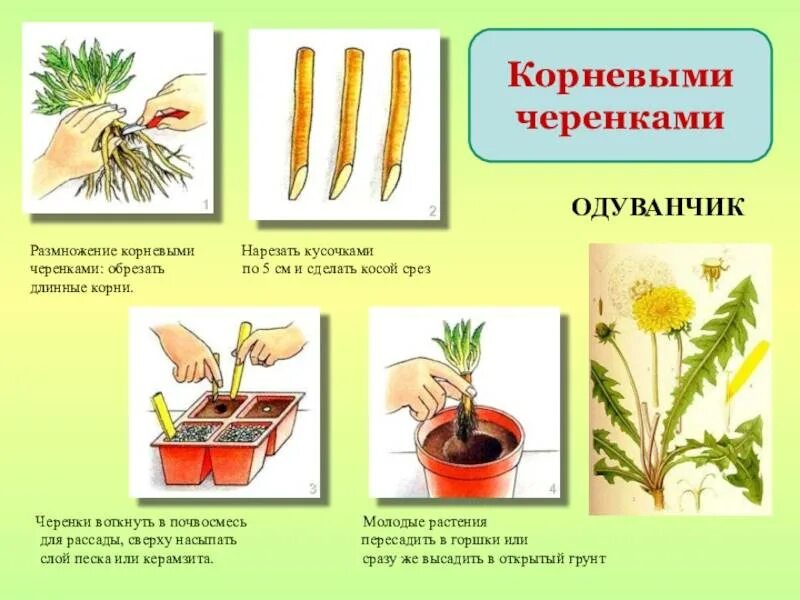 Вегетативный способ размножения растений примеры и виды. Схема полового размножения растений. Способы вегетативного размножения растений. Бесполое вегетативное размножение растений. Биология размножение растений.
