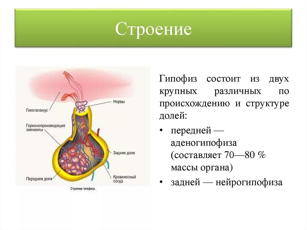 3 признака гипофиза. Анатомические структуры передней доли гипофиза.