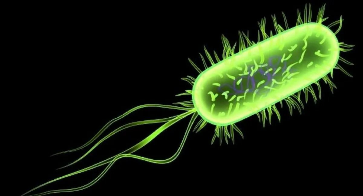 2 бактерии 1 8. Бактерия Escherichia coli. Кишечная палочка Escherichia coli. Бактерии эшерихия коли. О микроорганизмы Escherichia coli.