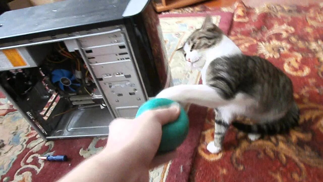 Как сделать клизму коту
