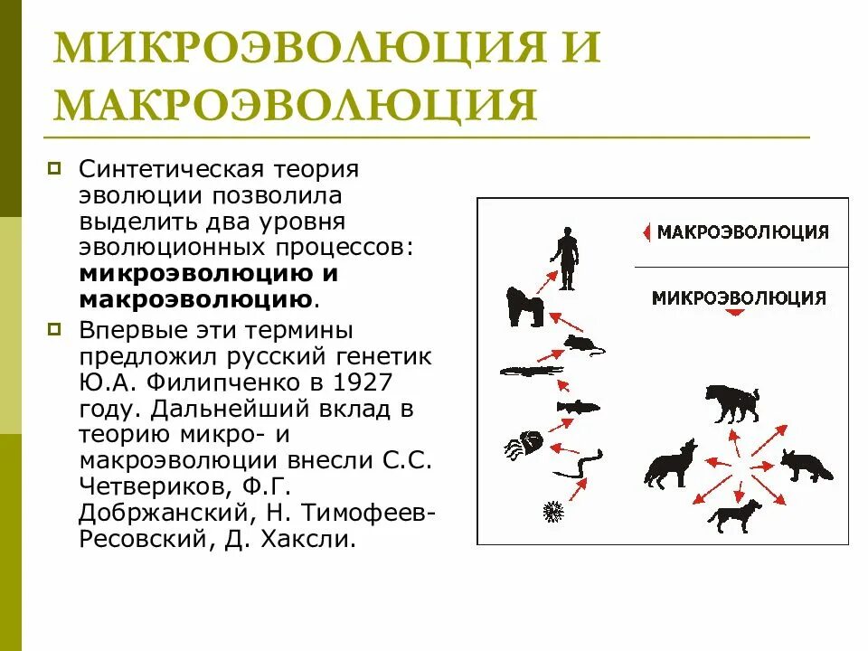 Характеристика макроэволюции. Микроэволюция материал для эволюционного процесса. эволюционный фактор макроэволюции. синтетическая теория эволюции микроэволюция. основные этапы макроэволюции схема.