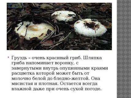 Через сколько можно есть грузди