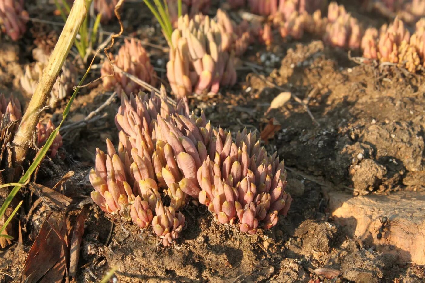 форум дальний восток зима открытий 2023. камчатский выставочно-туристический центр. дальний восток зима открытий. дальний восток зима открытий 2022. выставка-ярмарка сказочная камчатка.