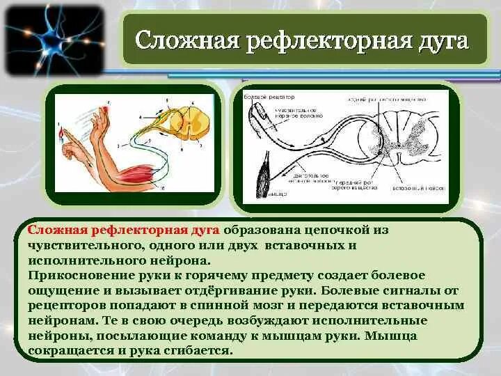 Рефлекс отдергивания руки от горячего. Рефлекторная дуга отдергивания руки. Схема рефлекторной дуги отдергивания руки. Сложная рефлекторная дуга. Сложная рефлекторная дуга схема.