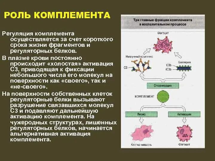 Комплемент сыворотки крови. Функции комплемента иммунология. Роль системы комплемента. Система комплемента механизм. Основные функции системы комплемента.