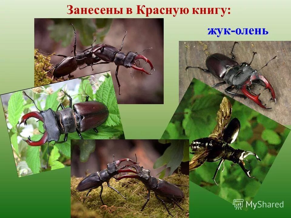 занесен ли в красную книгу жук