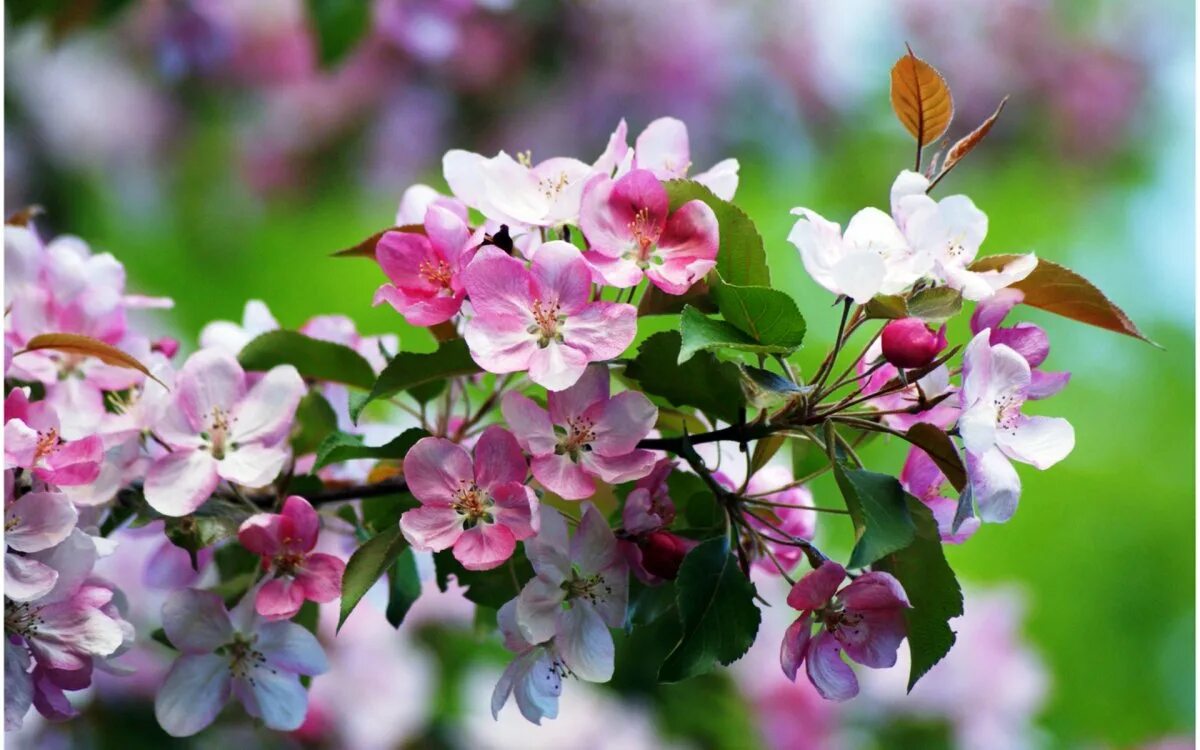 Картинки яблоневый цвет. Яблоневый цвет (Malus domestica). Майские яблони. Malus цветы.