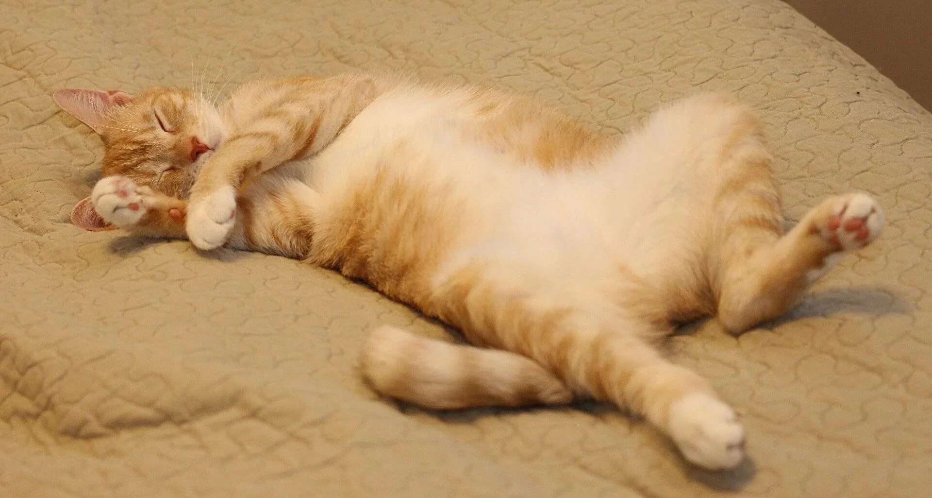 Расслабленная кошка. Кот лежит на спине. Спящий кот. Рыжий кот лежит на спине.
