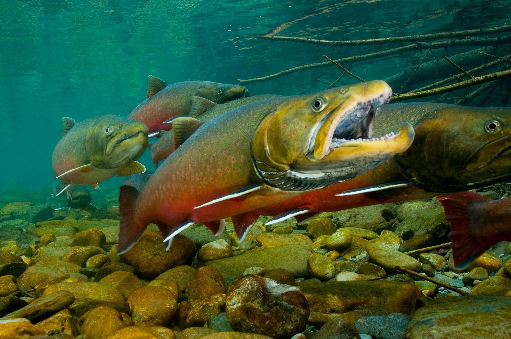 Рыба в речке. Озерная форель канада. salvelinus confluentus. хищные озерные рыбы. рыба в реке.