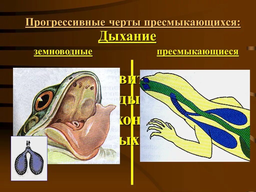 Класс земноводные дыхательная система. Дыхательная система система земноводных. Пресмыкающиеся кожное дыхание. Земноводные строение дыхательной системы.