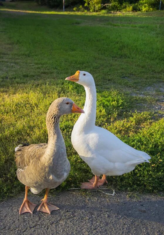 два гуся. 2 гуся в паре фото стоя. серый гусь и белый гусь. гуси. белый гусь.