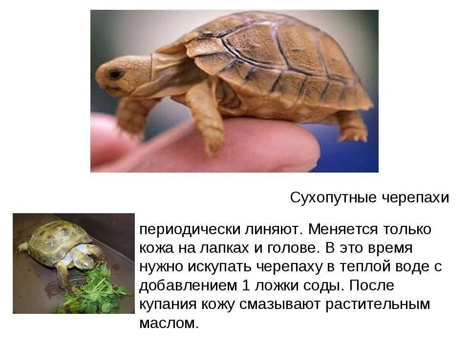 В какой зоне живет черепаха. Проект среднеазиатская сухопутная черепаха. сухопутная среднеазиатская черепаха рисунок. среднеазиатская красноухая черепаха. сухопутная черепаха среднеазиатская малыши.