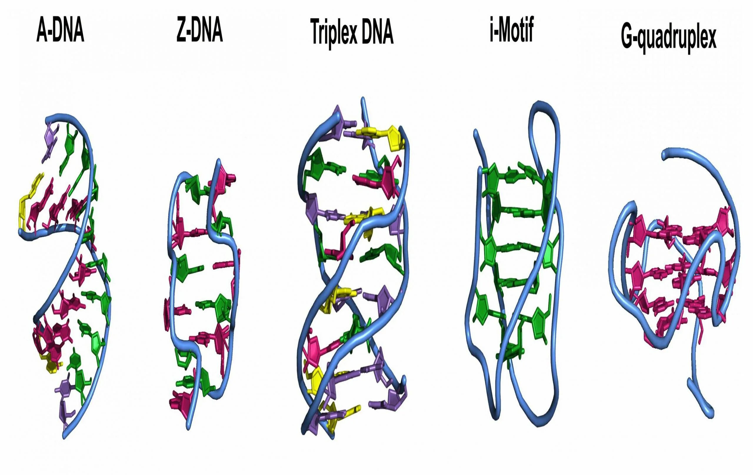 ДНК рисунок. Спираль ДНК. Триплекс ДНК. Дуплекс ДНК.