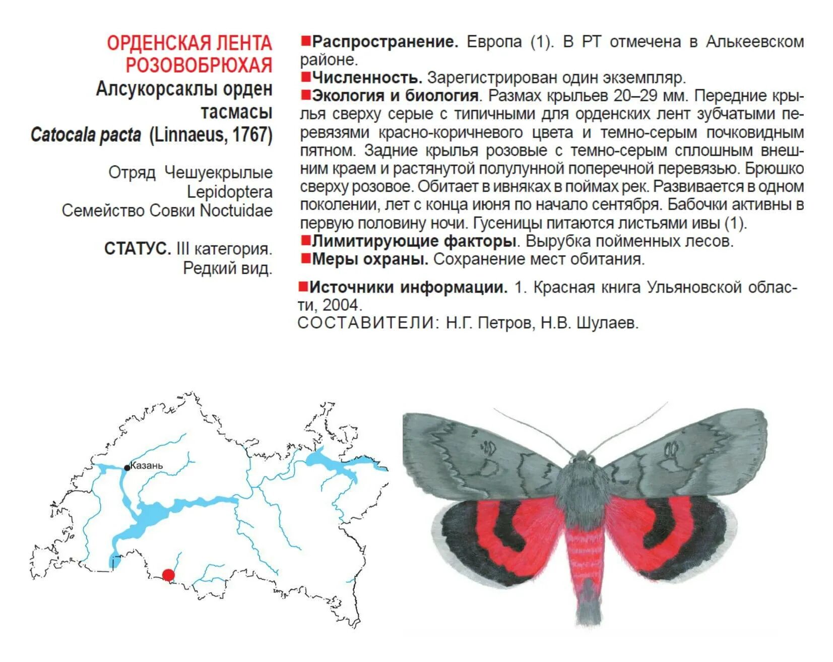 Бабочки горного алтая. Бабочка голубая ордынка алтайский край. Бабочка аполлон обыкновенный куколка. Голубая ленточница бабочка. Алтайская бабочка из красной книги.
