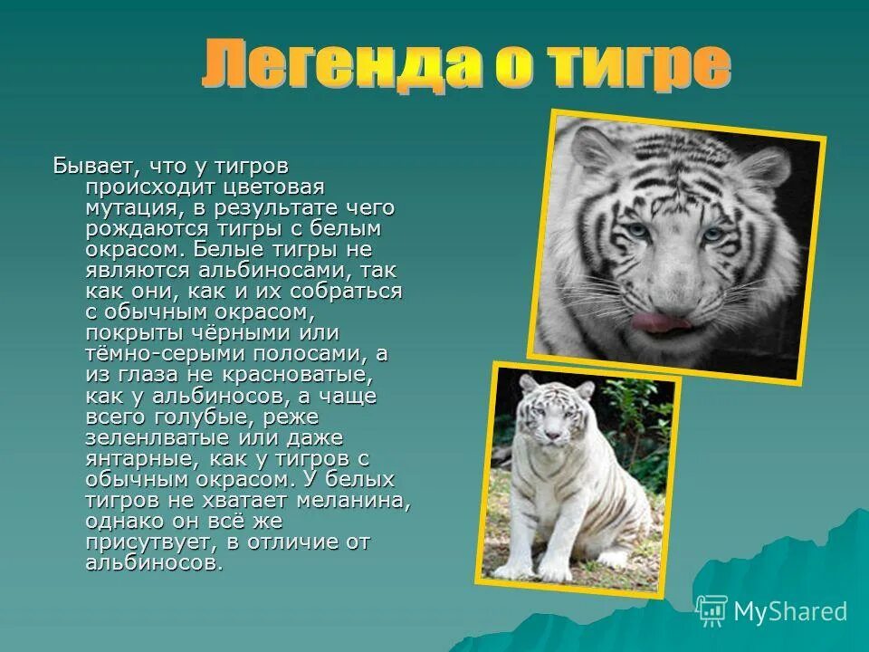 Легенда о животном. Легенды и мифы о животных. Легенда о Тигре. Легенды о животных 2 класс.