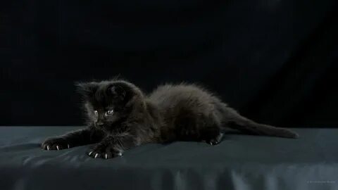 Черные милы
