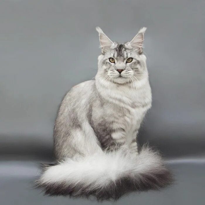 Серебристые породы кошек. Мейн кун серебристый. Серебристый кот Мейн кун. Мейн кун серебристый макрель. Мейн кун серебристый окрас.