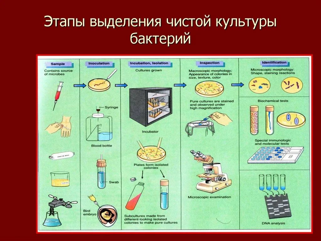 Получение чистота. Схема выделения чистой культуры аэробных бактерий этапы. Схема выделения чистой культуры бактерий аэробов и анаэробов.. Схема выделения чистой культуры аэробных бактерий. Схема выделение чистой культуры бактерий этапы.