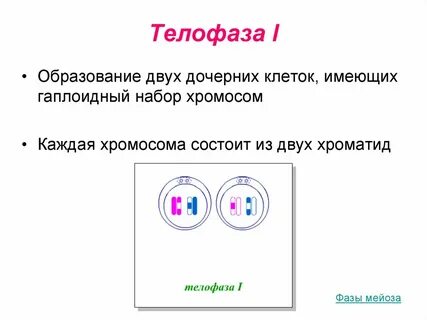 Мейоз в гаплоидных клетках