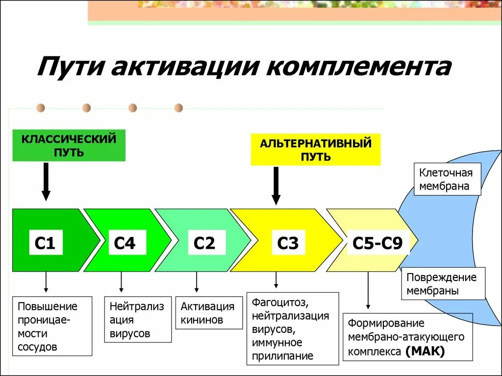 Схема активации комплемента. Пути активации системы комплемента схема. Классический путь активации комплемента иммунология. Активация системы комплемента по классическому пути. Альтернативный путь активации комплемента.