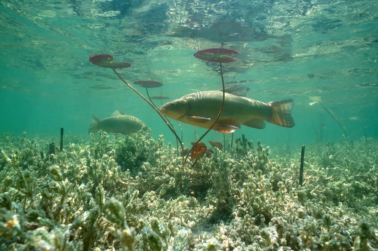 Нерест линя. Речное дно. Рыбы в естественной среде обитания. Подводная жизнь.