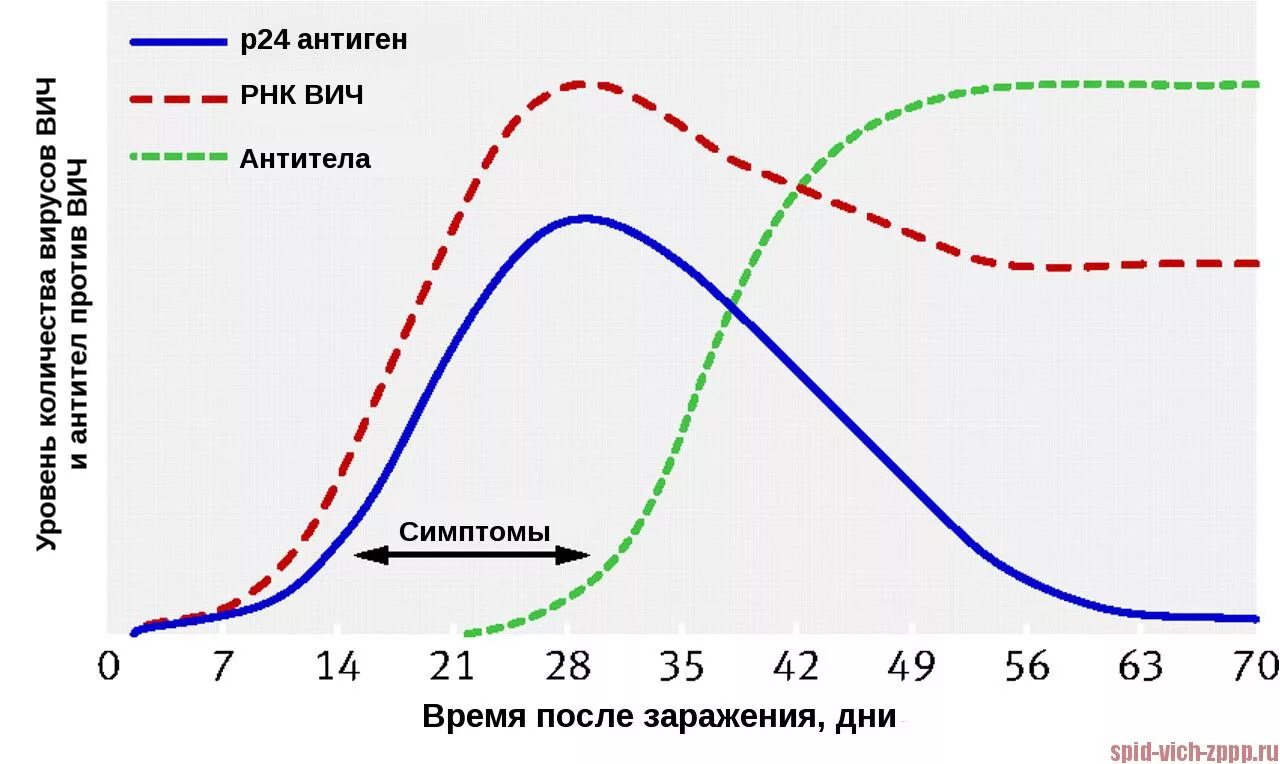 Динамика маркеров ВИЧ-инфекции. Период появление антигена ВИЧ. ИФА тест на ВИЧ 4 поколения. P24 антиген ВИЧ.