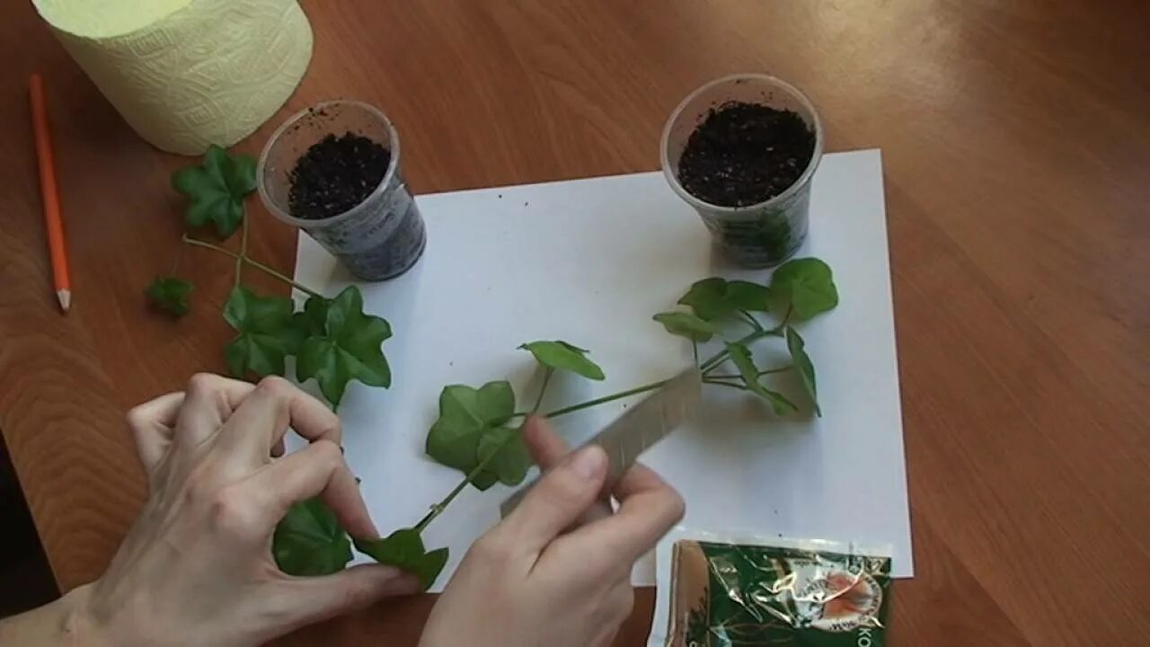 Размножение герани в воде. Пеларгония ампельная размножение черенками. Черенкование плющелистной пеларгонии. Черенки плющелистной пеларгонии. Плющелистная пеларгония черенкование.