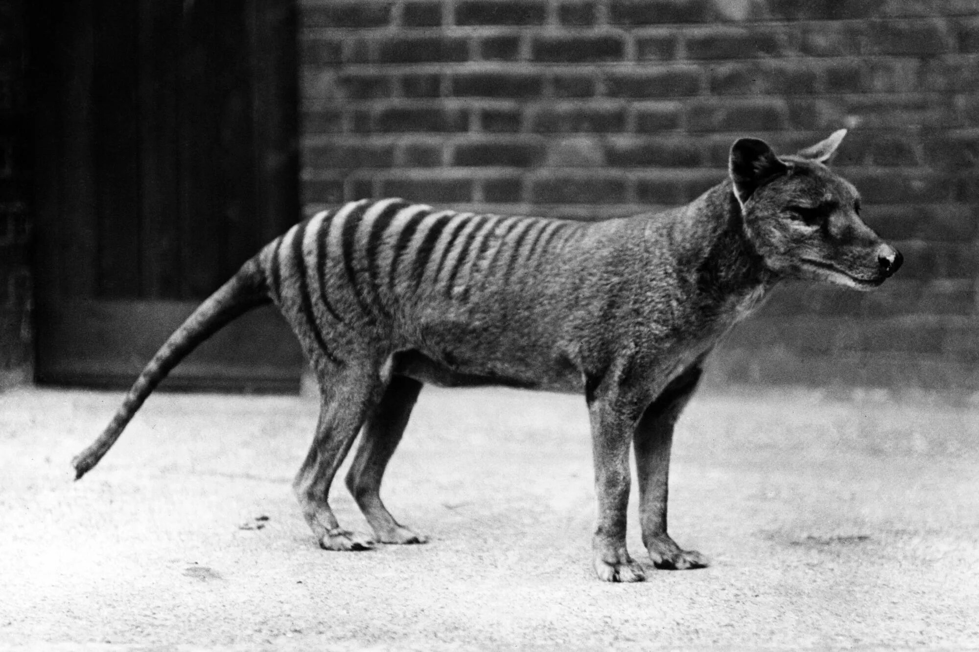 Обиженные животные. Тилацин сумчатый волк. Экзотические питомцы. Животное которого не знает человек. Животное которого не знает человек.