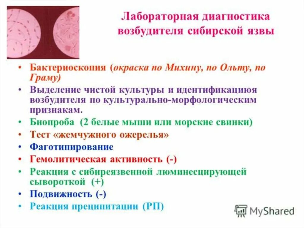 Диагноз сибирская язва. Возбудитель сибирской язвы микробиологическая диагностика. Метод микробиологической диагностики сибирской язвы. Методы диагностики сибирской язвы микробиология. Лабораторная диагностика сибирской язвы микробиология.