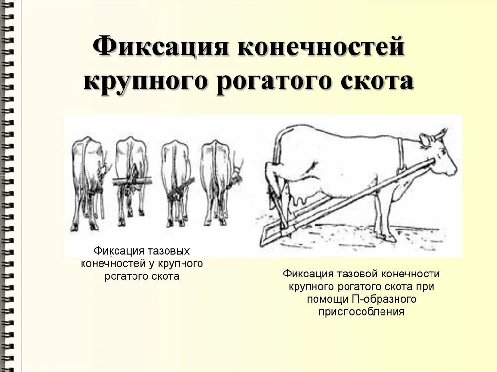 Можно ли считать крупный рогатый скот промежуточным. Фиксация тазовых конечностей коровы. Фиксация тазовой конечности у КРС. Фиксация грудной конечности КРС. Фиксация задних конечностей коровы.