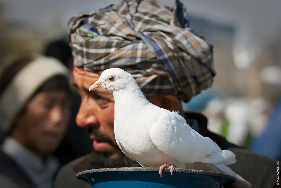 Голубятня афганистан. Голуби друмова игоря. Афганские бойные голуби. Мазари шариф голуби. Афганские бойные голуби.
