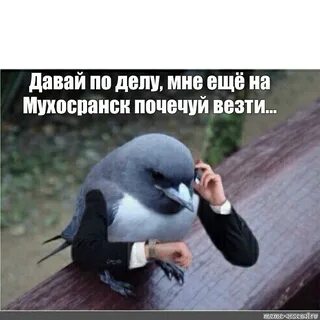 Людское мем с голубем
