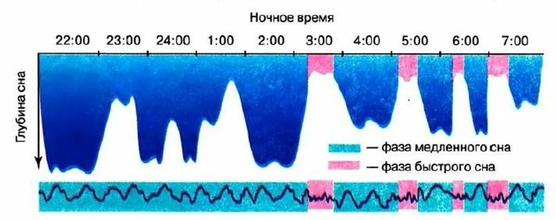 Сон человека медленный и быстрый. Фазы сна схема. Фазы быстрого и медленного сна. Фазы сна быстрый и медленный сон. В период медленного сна.