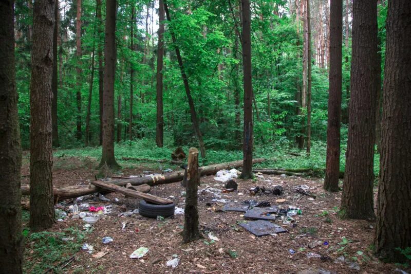 Привлечения внимания к лесу. Лесная тропинка в хвойном лесу. Запах леса. Красивые леса. Дорога в лесу.