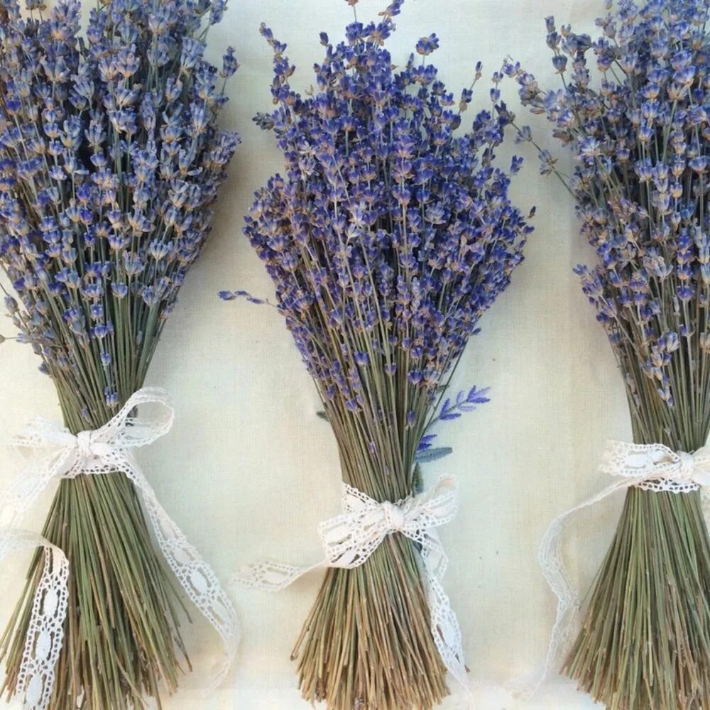 гипсофила веточка. вейник колосок сухоцвет. букет из сухоцветов. сухоцветам нужна вода. сухоцветам нужна вода.