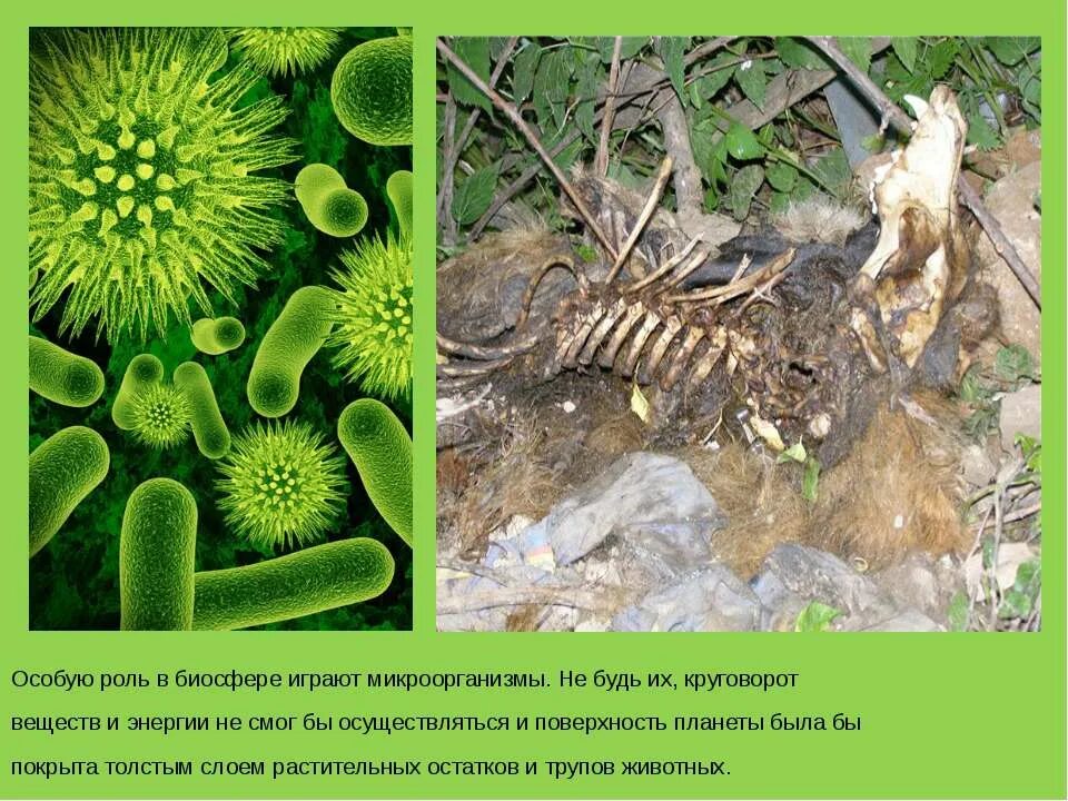 живые организмы польза. тела живых организмов живые организмы. мутации живых организмов. роль живых организмов для человека. интересные факты о живых организмах.