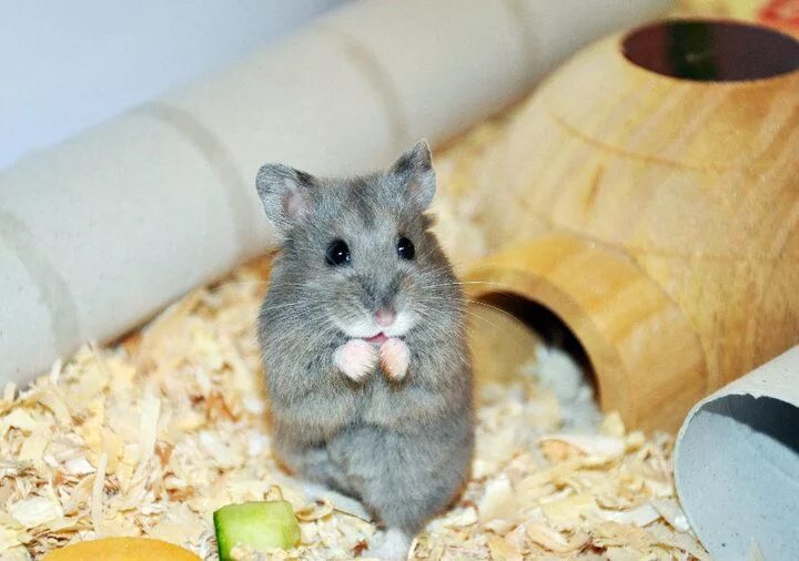 Почему пищит хомяк джунгарик. Хомячки домашние джунгарики. Джунгарский хомячок. Звук хомяка. Хомяк пищит во сне.