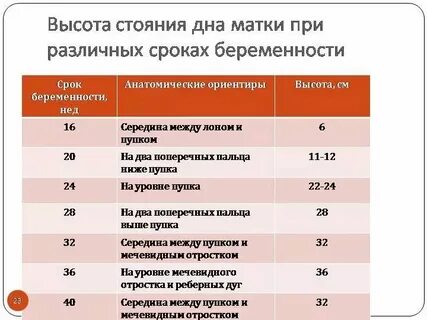 Матка 30